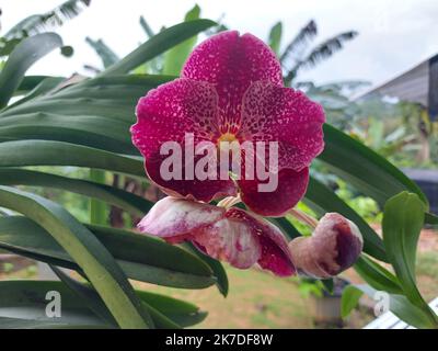 Selektiver Fokus der schönen roten Vanda Orchideenblumen im Garten auf unscharfem Hintergrund. Stockfoto