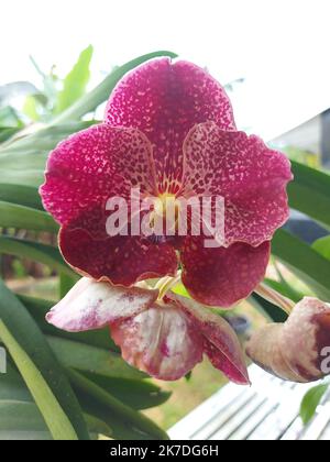 Selektiver Fokus der schönen roten Vanda Orchideenblumen im Garten auf unscharfem Hintergrund. Stockfoto