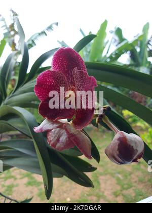 Selektiver Fokus der schönen roten Vanda Orchideenblumen im Garten auf unscharfem Hintergrund. Stockfoto