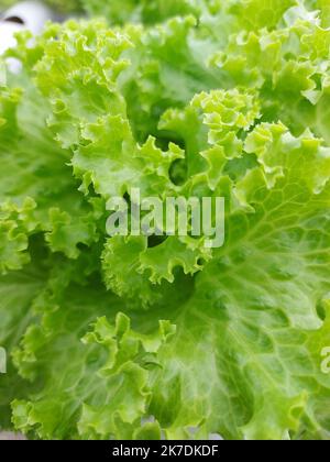 Selektiver Fokus auf schöne Salatpflanzen mit unscharfem Hintergrund. Der wissenschaftliche Name ist Lactuca sativa. Konzentrieren Sie sich auf einige der Pflanzen vor Stockfoto