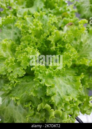 Selektiver Fokus auf schöne Salatpflanzen mit unscharfem Hintergrund. Der wissenschaftliche Name ist Lactuca sativa. Konzentrieren Sie sich auf einige der Pflanzen vor Stockfoto