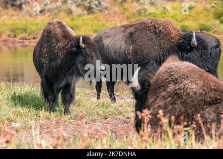 Eine Wisentherde bewegt sich schnell entlang des Firehole River im Yellowstone National Park Stockfoto