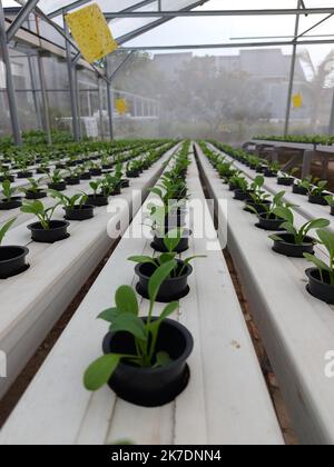 Selektiver Fokus der hydroponischen Salatpflanze auf verschwommenem Hintergrund. Sein wissenschaftlicher Name ist Lactuca sativa var angustana. Stockfoto