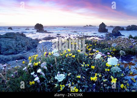 ©PHOTOPQR/OUEST FRANKREICH/Marc Ollivier ; Ouessant ; 18/06/2021 ; La Côte sud de Ouessant : la baie de Pen ar Roc’h et ses falaises perchées à plus de 40m au-dessus de la mer , les plus hautes et les plus sauvages du Léon . L'île d'Ouessant est une île aux allures sauvages. L'île se trouve à vingt kilomètres de la Côte ouest du Finistère en Bretagne. - Ouessant Island, eine felsige Insel im Département Finistère, an der westlichen Spitze der Bretagne, Westfrankreich. Stockfoto