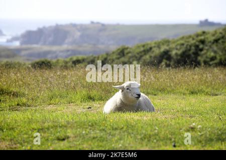 ©PHOTOPQR/OUEST FRANKREICH/Marc Ollivier ; Ouessant ; 18/06/2021 ; UN mouton d'Ouessant. L'île d'Ouessant est une île aux allures sauvages. L'île se trouve à vingt kilomètres de la Côte ouest du Finistère en Bretagne. - Ouessant Island, eine felsige Insel im Département Finistère, an der westlichen Spitze der Bretagne, Westfrankreich. Stockfoto