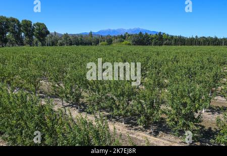 Â©PHOTOPQR/L'INDEPENDANT/CLEMENTZ MICHEL ; PERPIGNAN ; 17/08/2021 ; MILLAS LE 17 AOUT 2021 / LANDWIRTSCHAFT / PREMIERE RECOLTE MECANIQUE DE FRANCE D'AMANDES AU MAS SAINT-PIERRE A MILLAS PRES DE PERPIGNAN DANS LES PYRENEES-ORIENTALES / PRODUCTION D'AMANDES / - ERSTE MECHANISCHE MANDELERNTE IN FRANKREICH. Stockfoto