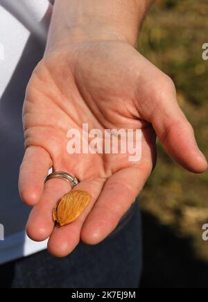 Â©PHOTOPQR/L'INDEPENDANT/CLEMENTZ MICHEL ; PERPIGNAN ; 17/08/2021 ; MILLAS LE 17 AOUT 2021 / LANDWIRTSCHAFT / PREMIERE RECOLTE MECANIQUE DE FRANCE D'AMANDES AU MAS SAINT-PIERRE A MILLAS PRES DE PERPIGNAN DANS LES PYRENEES-ORIENTALES / PRODUCTION D'AMANDES / - ERSTE MECHANISCHE MANDELERNTE IN FRANKREICH. Stockfoto