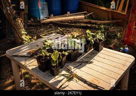 ©Olivier Donnars / Le Pictorium/MAXPPP - Olivier Donnars / Le Pictorium - 29/05/2021 - Frankreich / Ile-de-France / Aubervilliers - Depuis qu'une marche de Defense a ete organizee a Auberviliers en avril, Divers collectifs militants pour l'environnement se sont retrouves sur les parcelles appelees a etre detruites pour construire un 'mur de Defense' en paille et organizer divers atelers autour de l'environnement. / 29/05/2021 - Frankreich / Ile-de-France (Region) / Aubervilliers - seit im April in Aubervilliers ein verteidigungsmarsch organisiert wurde, haben sich verschiedene Gruppen von Umweltaktivisten auf dem Plan getroffen Stockfoto