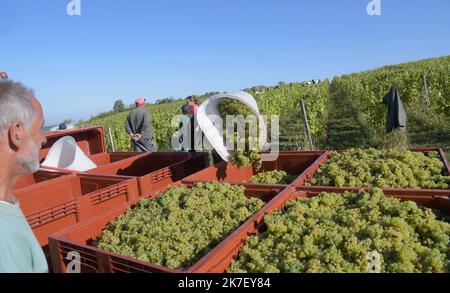 ©PHOTOPQR/LE PROGRES/Philippe TRIAS - 21/09/2021 - Domaine Maire et fils, Arbois, 21 septembre 2021 -Journée de vendanges au domaine Maire et fils. UN centaine de vendangeurs a œuvré dans le vignoble d'Arbois pour cette maigre récolte. - Weinlese im Nordosten Frankreichs, am 21. 2021. September Stockfoto