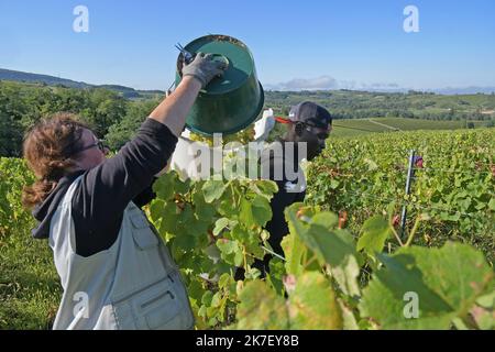 ©PHOTOPQR/LE PROGRES/Philippe TRIAS - 21/09/2021 - Domaine Maire et fils, Arbois, 21 septembre 2021 -Journée de vendanges au domaine Maire et fils. UN centaine de vendangeurs a œuvré dans le vignoble d'Arbois pour cette maigre récolte. - Weinlese im Nordosten Frankreichs, am 21. 2021. September Stockfoto