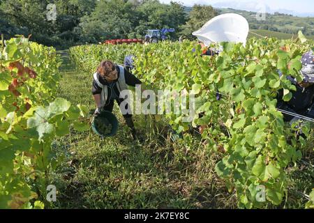 ©PHOTOPQR/LE PROGRES/Philippe TRIAS - 21/09/2021 - Domaine Maire et fils, Arbois, 21 septembre 2021 -Journée de vendanges au domaine Maire et fils. UN centaine de vendangeurs a œuvré dans le vignoble d'Arbois pour cette maigre récolte. - Weinlese im Nordosten Frankreichs, am 21. 2021. September Stockfoto