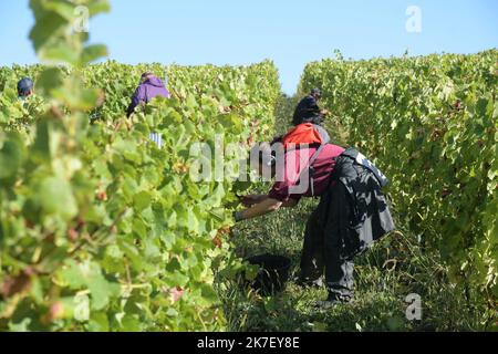 ©PHOTOPQR/LE PROGRES/Philippe TRIAS - 21/09/2021 - Domaine Maire et fils, Arbois, 21 septembre 2021 -Journée de vendanges au domaine Maire et fils. UN centaine de vendangeurs a œuvré dans le vignoble d'Arbois pour cette maigre récolte. - Weinlese im Nordosten Frankreichs, am 21. 2021. September Stockfoto