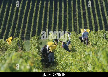 ©PHOTOPQR/LE PROGRES/Philippe TRIAS - 21/09/2021 - Domaine Maire et fils, Arbois, 21 septembre 2021 -Journée de vendanges au domaine Maire et fils. UN centaine de vendangeurs a œuvré dans le vignoble d'Arbois pour cette maigre récolte. - Weinlese im Nordosten Frankreichs, am 21. 2021. September Stockfoto