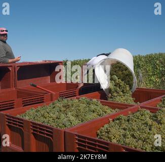 ©PHOTOPQR/LE PROGRES/Philippe TRIAS - 21/09/2021 - Domaine Maire et fils, Arbois, 21 septembre 2021 -Journée de vendanges au domaine Maire et fils. UN centaine de vendangeurs a œuvré dans le vignoble d'Arbois pour cette maigre récolte. - Weinlese im Nordosten Frankreichs, am 21. 2021. September Stockfoto