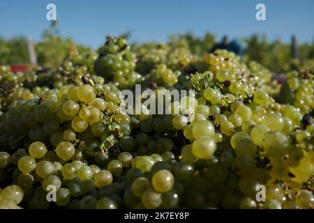 ©PHOTOPQR/LE PROGRES/Philippe TRIAS - 21/09/2021 - Domaine Maire et fils, Arbois, 21 septembre 2021 -Journée de vendanges au domaine Maire et fils. Le Mildiou s'est rependu dans le vignes Suite aux pluies incessantes de cet été. - Weinlese im Nordosten Frankreichs, am 21. 2021. September Stockfoto