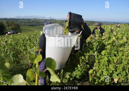 ©PHOTOPQR/LE PROGRES/Philippe TRIAS - 21/09/2021 - Domaine Maire et fils, Arbois, 21 septembre 2021 -Journée de vendanges au domaine Maire et fils. UN centaine de vendangeurs a œuvré dans le vignoble d'Arbois pour cette maigre récolte. - Weinlese im Nordosten Frankreichs, am 21. 2021. September Stockfoto