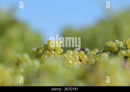 ©PHOTOPQR/LE PROGRES/Philippe TRIAS - 21/09/2021 - Domaine Maire et fils, Arbois, 21 septembre 2021 -Journée de vendanges au domaine Maire et fils. Le Mildiou s'est rependu dans le vignes Suite aux pluies incessantes de cet été. - Weinlese im Nordosten Frankreichs, am 21. 2021. September Stockfoto