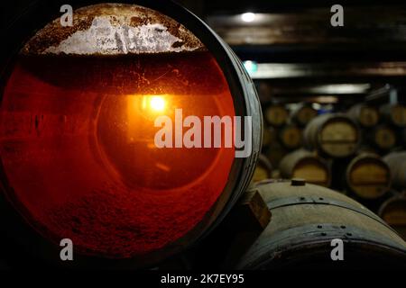 ©PHOTOPQR/LE PROGRES/Philippe TRIAS - 21/09/2021 - Domaine Maire et fils, Arbois, 21 septembre 2021 -Journée de vendanges au domaine Maire et fils. Le fameux vin jaune en Barrique et son voile qui protège de la pourriture. - Weinlese im Nordosten Frankreichs, am 21. 2021. September Stockfoto