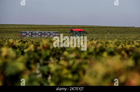 â©PHOTOPQR/Sud OUEST/guillaume bonnaud ; Bordeaux ; 23/09/2021 ; LE 23 SEPTEMBRE 2021 / A SAINT EMILION / VENDANGES DES ROUGES AU CHATEAU TROPLONG MONDOT A SAINT-EMILION / 1 er GRAND CRU CLASSE SAINT-EMILION / Ph Guillaume Bonnaud - Saint-Emilion Ernte Frankreich, Bordeaux Sept 23 2021 Stockfoto