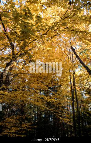 ©Michael Bunel / Le Pictorium/MAXPPP - ete indien au canada. Les feuilles des erables, chenes et aulnes tournent au Rouge, jaune, orange et ocre a cette periode de l'annee. Val david. Kanada. 3 Oktobre. 2021. Val David. Kanada. Stockfoto