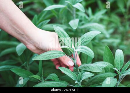 Pflücken Sie frischen Salbei im Kräutergarten, und bauen Sie Salbei zu Nahrungs- und Heilzwecken an Stockfoto