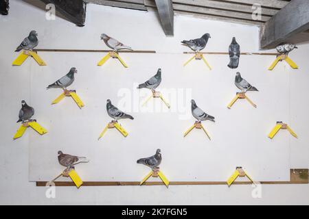 ©Olivier Donnars / Le Pictorium/MAXPPP - Le colombier militaire compte 150 Tauben, proprietes de l'Armee de terre. L'armee Francaise a utilizee des Tauben comme agents de Transmission des la guerre franco-prussienne de 1870 et le Belagerung de Paris, seuls moyens de communiquer avec la capitale. L'Armee Francaise les utilizera jusque dans les annees 1960. A la fin des annees 60, le General De Gaulle, a souhaite maintenir un colombier de Tradition et de memoire. Stockfoto