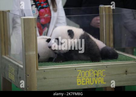 ©PHOTOPQR/LA NOUVELLE REPUBLIQUE/Jerome Dutac BEAUVAL 18/11/2021 CEREMONIE DE BAPTEME DES BEBES PANDAS NE CET ETE ZooParc de Beauval, Frankreich, november 18. 2021 Twin Panda Jungen von -Huan-Huan , die weibliche Panda verliehen von China zu Beauval Zoo , Taufe Zeremonie . Stockfoto