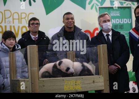 ©PHOTOPQR/LA NOUVELLE REPUBLIQUE/Jerome Dutac BEAUVAL 18/11/2021 CEREMONIE DE BAPTEME DES BEBES PANDAS NE CET ETE La championne olympique chinoise Zhang Jiaqi et Kylian Mbappé, la marraine et le parrain des deux bés Pandas du Zoo de Beauval . ZooParc de Beauval, Frankreich, november 18. 2021 Zwillingspanda-Junge von -Huan-Huan, dem weiblichen Panda, der von China an den Zoo von Beauval verliehen wurde, bei der Taufzeremonie. Die chinesische olympiasiegerin Zhang Jiaqi und die französische Fußballmeisterin Kylian Mbappé sind die Patenschaft und Pate der beiden Babypandas Stockfoto