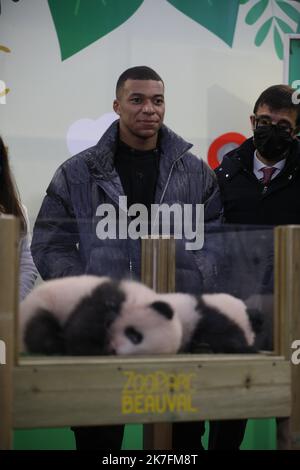 ©PHOTOPQR/LA NOUVELLE REPUBLIQUE/Jerome Dutac BEAUVAL 18/11/2021 CEREMONIE DE BAPTEME DES BEBES PANDAS NE CET ETE La championne olympique chinoise ZhangJiaqi et Kylian Mbappé, la marraine et le parrain des deux bés Pandas du Zoo de Beauval . ZooParc de Beauval, Frankreich, november 18. 2021 Zwillingspanda-Junge von -Huan-Huan, dem weiblichen Panda, der von China an den Zoo von Beauval verliehen wurde, bei der Taufzeremonie. Die chinesische olympiasiegerin ZhangJiaqi und die französische Fußballmeisterin Kylian Mbappé sind die Patenschaft und Pate der beiden Babypandas Stockfoto