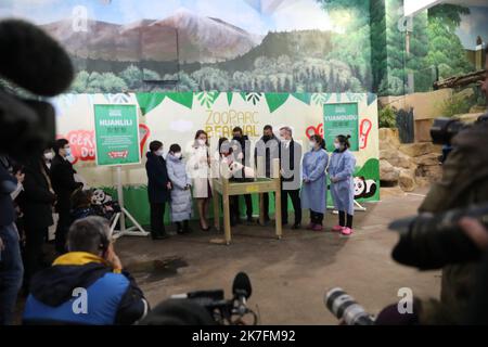 ©PHOTOPQR/LA NOUVELLE REPUBLIQUE/Jerome Dutac BEAUVAL 18/11/2021 CEREMONIE DE BAPTEME DES BEBES PANDAS NE CET ETE La championne olympique chinoise Zhang Jiaqi et Kylian Mbappé, la marraine et le parrain des deux bés Pandas du Zoo de Beauval . ZooParc de Beauval, Frankreich, november 18. 2021 Zwillingspanda-Junge von -Huan-Huan, dem weiblichen Panda, der von China an den Zoo von Beauval verliehen wurde, bei der Taufzeremonie. Die chinesische olympiasiegerin Zhang Jiaqi und die französische Fußballmeisterin Kylian Mbappé sind die Patenschaft und Pate der beiden Babypandas Stockfoto