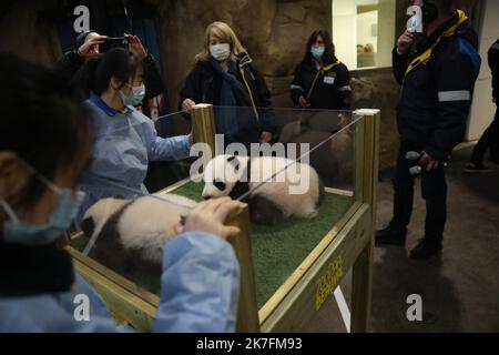 ©PHOTOPQR/LA NOUVELLE REPUBLIQUE/Jerome Dutac BEAUVAL 18/11/2021 CEREMONIE DE BAPTEME DES BEBES PANDAS NE CET ETE ZooParc de Beauval, Frankreich, november 18. 2021 Twin Panda Jungen von -Huan-Huan , die weibliche Panda verliehen von China zu Beauval Zoo , Taufe Zeremonie . Stockfoto