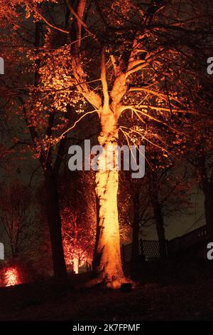 ©Maryne Djouri / Le Pictorium/MAXPPP - Maryne Djouri / Le Pictorium - 25/11/2021 - Frankreich / Ile-de-France / Ile-de-France - 'La haie des lucioles'. Les eclairages de Noel dans le domaine national de Saint-Cloud dans les Hauts de seine pour 'Lumiere en seine'. / 25/11/2021 - Frankreich / Ile-de-France (Region) / Ile-de-France (Region) - "die Hecke der Glühwürmchen". Weihnachtslichter im Nationalbereich von Saint-Cloud in der Hauts de seine für „Lumiere en seine“. Stockfoto