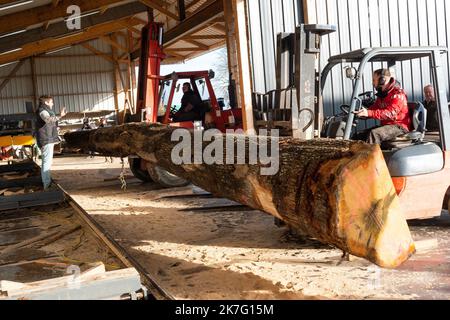 Rennes; 12/16/2021; an diesem Donnerstagmorgen begann an der "Mühle der Riesen" in Craon in Mayenne die Arbeit, Teile der Eichenstämme zu schneiden, die für die Renovierung der Kathedrale Notre Dame de Paris verwendet werden. Stockfoto