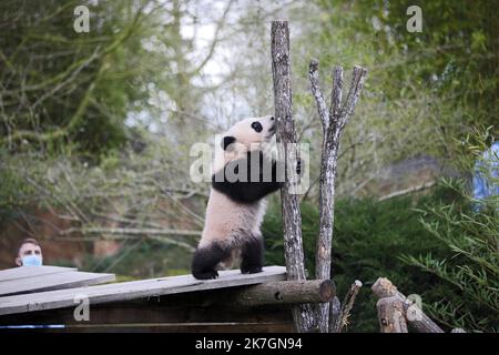 ©PHOTOPQR/LA NOUVELLE REPUBLIQUE/JEROME DUTAC - SAINT AIGNAN (LOIR ET CHER) LE 11 MARS 2022 PREMIERE SORTIE DE EXTERIEUR DES JUMELLES PANDAS HUANLILI ET YUANDUDU AU ZOOPARC DE BEAUVAL EN PRESENCE DES SOIGNEURS Saint Aignan, Frankreich, märz 11. 2022 - Beauval Zoo : erste Ausfahrt der Zwillingspandas Huanduanlili und Yuandu du Stockfoto