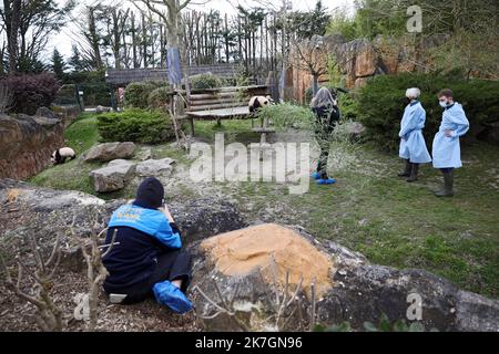 ©PHOTOPQR/LA NOUVELLE REPUBLIQUE/JEROME DUTAC - SAINT AIGNAN (LOIR ET CHER) LE 11 MARS 2022 PREMIERE SORTIE DE EXTERIEUR DES JUMELLES PANDAS HUANLILI ET YUANDUDU AU ZOOPARC DE BEAUVAL EN PRESENCE DES SOIGNEURS Saint Aignan, Frankreich, märz 11. 2022 - Beauval Zoo : erste Ausfahrt der Zwillingspandas Huanduanlili und Yuandu du Stockfoto