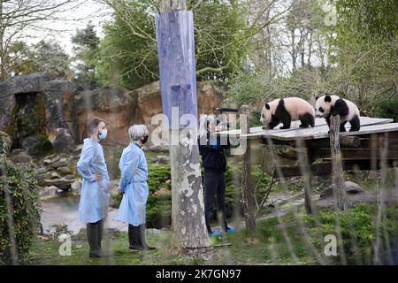 ©PHOTOPQR/LA NOUVELLE REPUBLIQUE/JEROME DUTAC - SAINT AIGNAN (LOIR ET CHER) LE 11 MARS 2022 PREMIERE SORTIE DE EXTERIEUR DES JUMELLES PANDAS HUANLILI ET YUANDUDU AU ZOOPARC DE BEAUVAL EN PRESENCE DES SOIGNEURS Saint Aignan, Frankreich, märz 11. 2022 - Beauval Zoo : erste Ausfahrt der Zwillingspandas Huanduanlili und Yuandu du Stockfoto