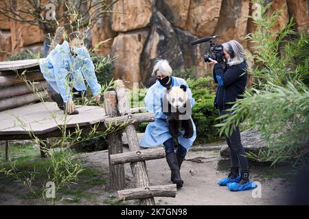 ©PHOTOPQR/LA NOUVELLE REPUBLIQUE/JEROME DUTAC - SAINT AIGNAN (LOIR ET CHER) LE 11 MARS 2022 PREMIERE SORTIE DE EXTERIEUR DES JUMELLES PANDAS HUANLILI ET YUANDUDU AU ZOOPARC DE BEAUVAL EN PRESENCE DES SOIGNEURS Saint Aignan, Frankreich, märz 11. 2022 - Beauval Zoo : erste Ausfahrt der Zwillingspandas Huanduanlili und Yuandu du Stockfoto