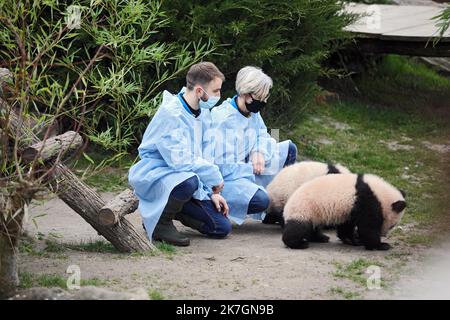 ©PHOTOPQR/LA NOUVELLE REPUBLIQUE/JEROME DUTAC - SAINT AIGNAN (LOIR ET CHER) LE 11 MARS 2022 PREMIERE SORTIE DE EXTERIEUR DES JUMELLES PANDAS HUANLILI ET YUANDUDU AU ZOOPARC DE BEAUVAL EN PRESENCE DES SOIGNEURS Saint Aignan, Frankreich, märz 11. 2022 - Beauval Zoo : erste Ausfahrt der Zwillingspandas Huanduanlili und Yuandu du Stockfoto