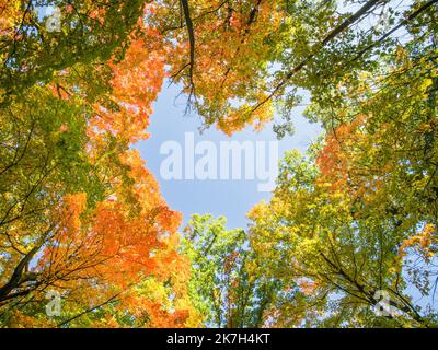 Ein Laubwald aus hauptsächlich Ahornbäumen im Herbst. Stockfoto