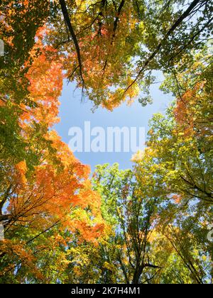 Ein Laubwald aus hauptsächlich Ahornbäumen im Herbst. Stockfoto