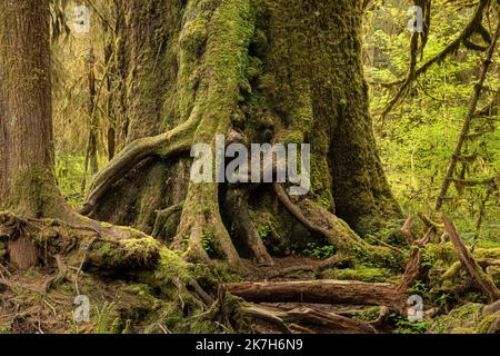 WA22326...WASHINGTON - massiver Western Red Cedar Baum, der in der Hall of Mosses Gegend des Hoh Rain Forest im Olympic National Park wächst. Stockfoto