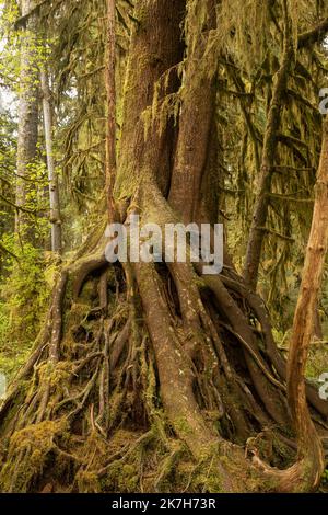 WA22327-00...WASHINGTON - mehrere junge Bäume kämpfen, um Platz zu finden, wachsen auf einem alten Baumstumpf im Hoh Rain Forest des Olympic National Park. Stockfoto