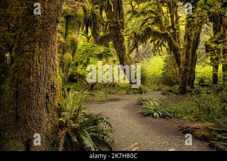 WA22331-00...ARIZONA - moosbedeckte Bäume entlang des Weges durch die Hall of Mosses im Hoh Rain Forest, Teil des Olympic National Park. Stockfoto