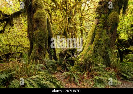 WA22332-00...WASHINGTON - Junge Geißelkopfwedel der westlichen Schwertfarne und Moos bedeckten Big Leaf Ahornbäume in der Hall of Mosses, Olympic Nati Stockfoto