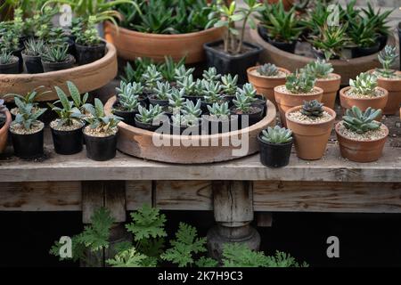 Gemütlicher Pflanzenladen mit Pflanzentöpfen auf Holzvitrine. Startseite floral Design Studio. Kleinunternehmen. Stockfoto