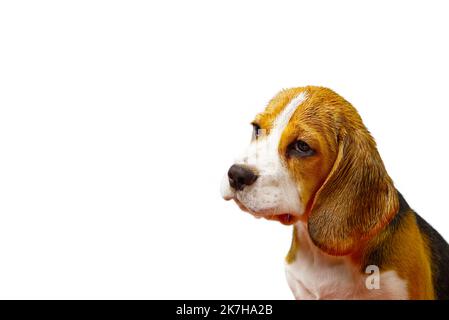Trauriger Beagle-Welpe. Welpe des Beagle-Hundes. Stockfoto