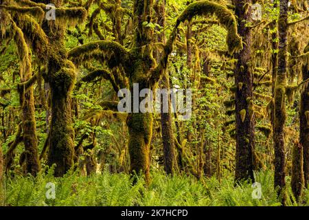 WA22355-00...WASHINGTON - von Moos bedeckte Bäume und westliche Schwertfarne im Quinault Regenwald vom Graves Creek, Olympic National Park aus gesehen. Stockfoto