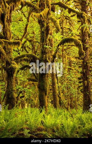 WA22356-00...WASHINGTON - moosbedeckte Bäume und westliche Schwertfarne im Quinault Regenwald vom Graves Creek aus gesehen, Olympic National Park. Stockfoto