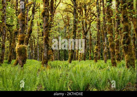 WA22356-00...WASHINGTON - Moos bedeckte Big Leaf Ahornbäume und westliche Schwertfarne im Quinault Regenwald vom Graves Creek aus gesehen, ONP. Stockfoto