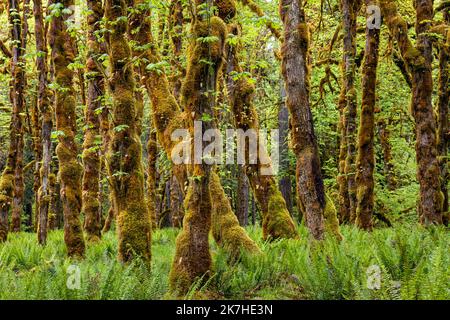 WA22358-00...WASHINGTON - Moos bedeckte Big Leaf Ahornbäume und westliche Schwertfarne im Quinault Regenwald vom Graves Creek aus gesehen, ONP. Stockfoto